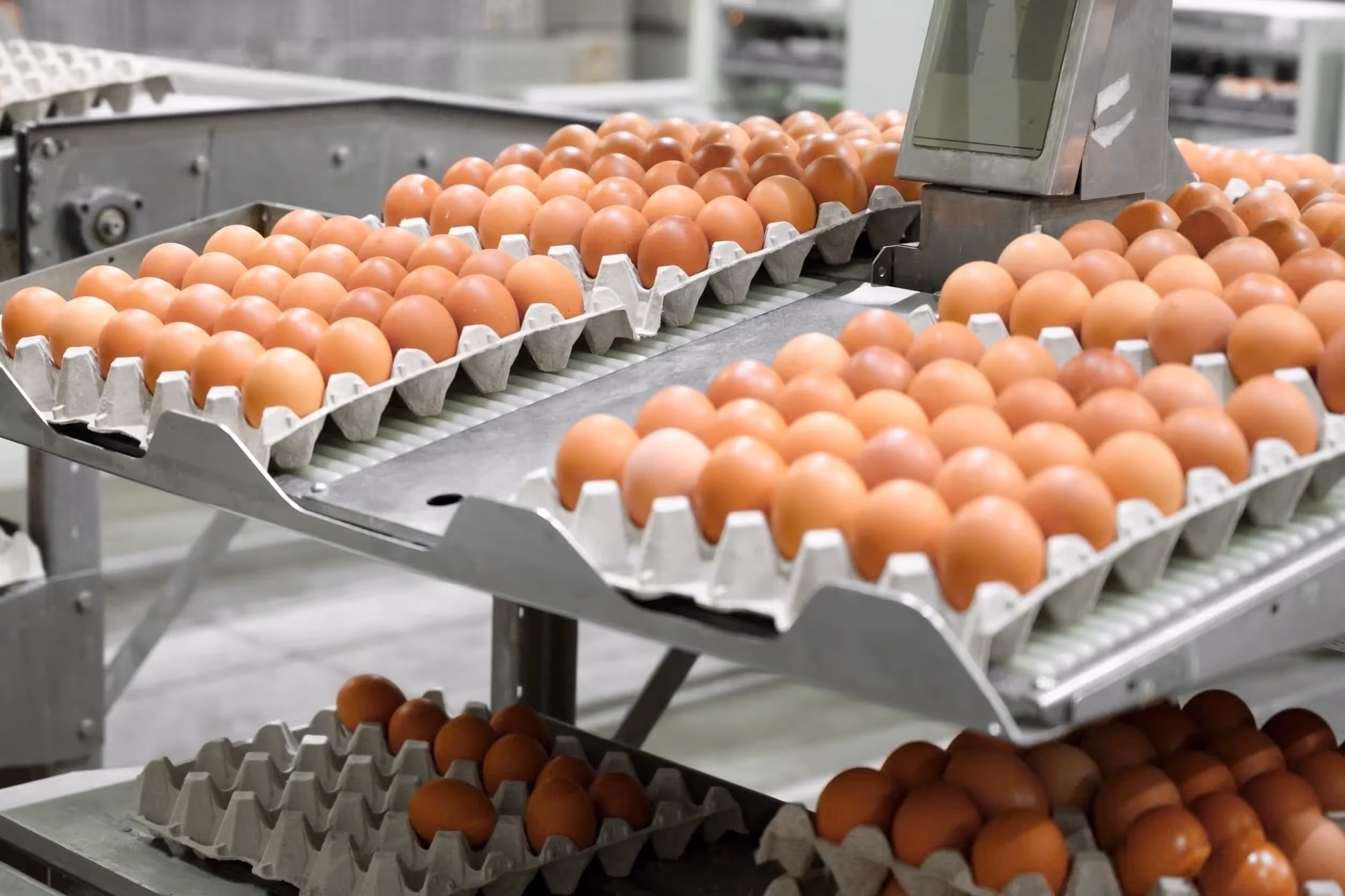 egg-packing-station

