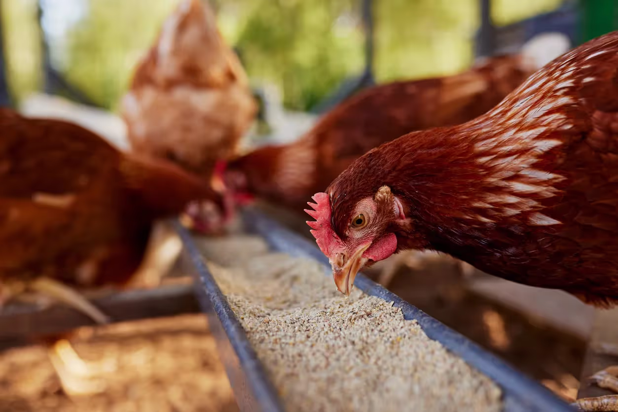 poultry feed management software