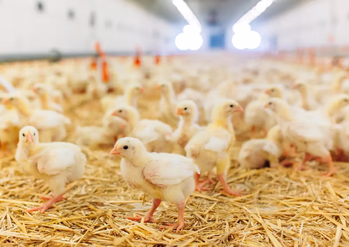poultry rearing management software