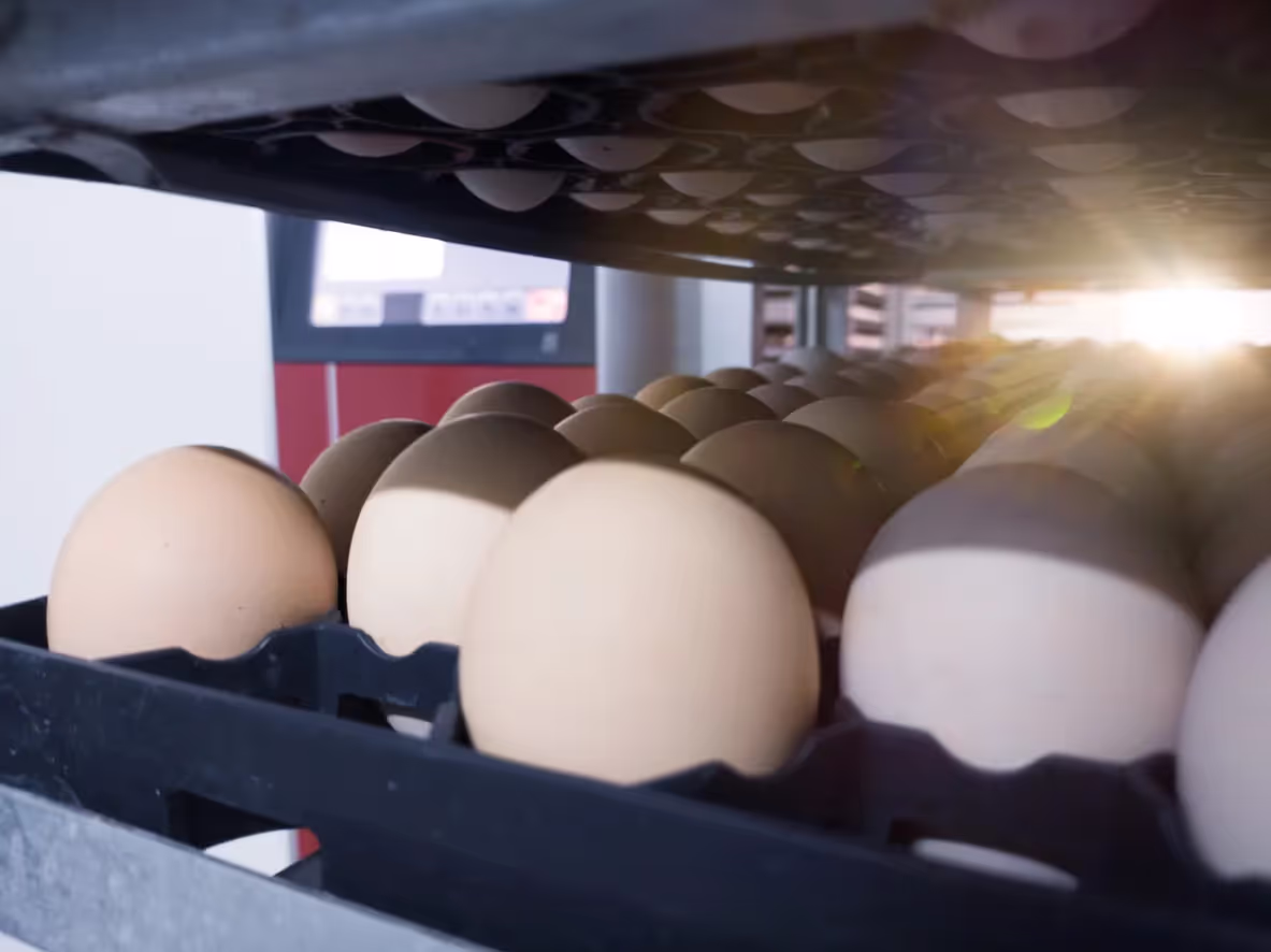 poultry hatchery management software 