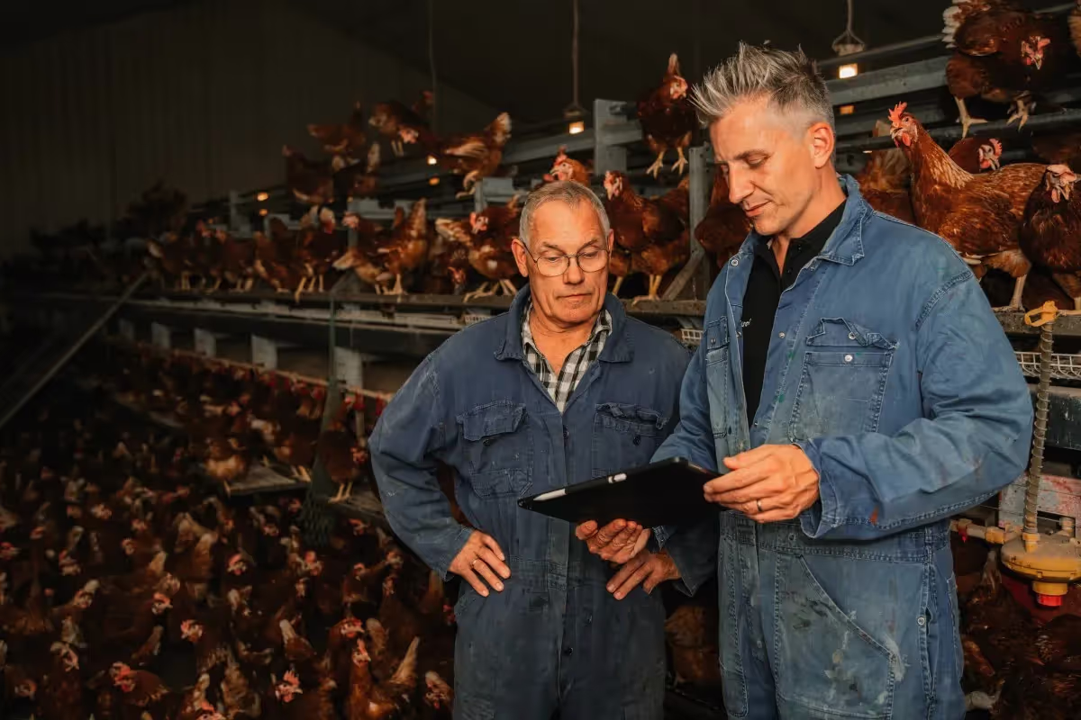 poultry management software - poultryplan
