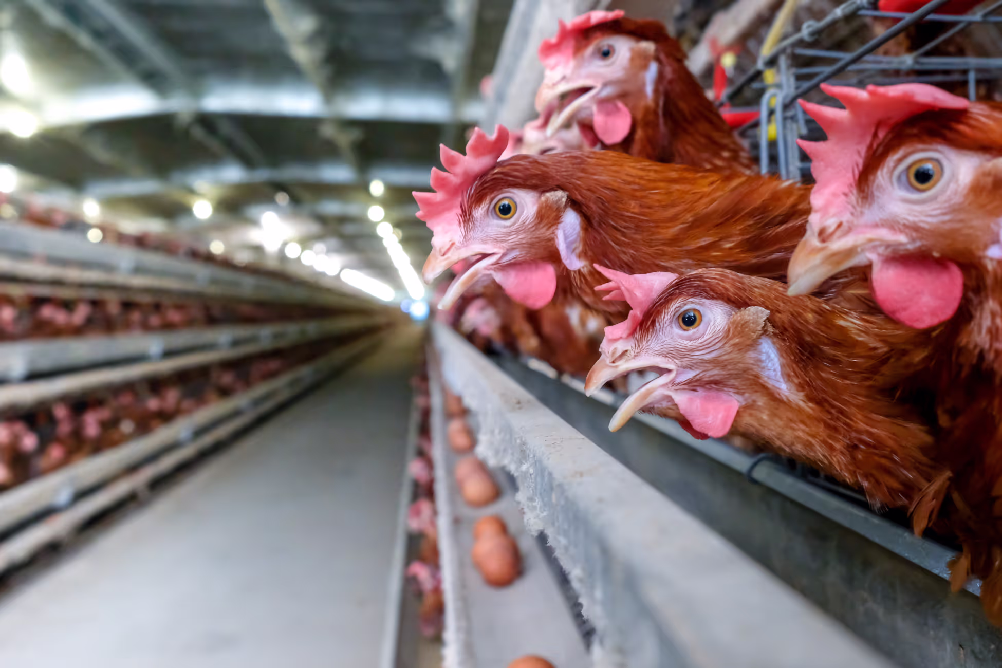 poultry layer management software